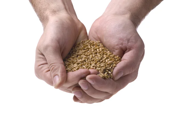 Зерно пшениці в руках людини — стокове фото