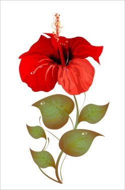 Hibiscus clipart