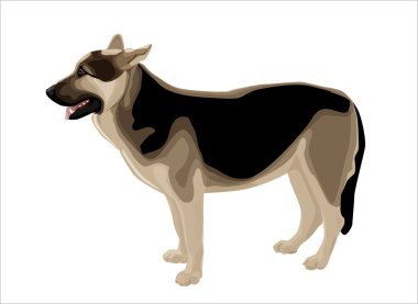 Alsatian çoban