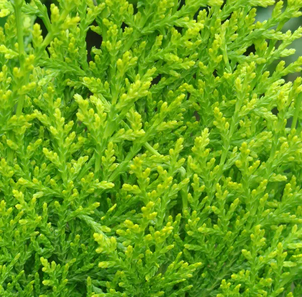 Cypress background — Stock Photo, Image