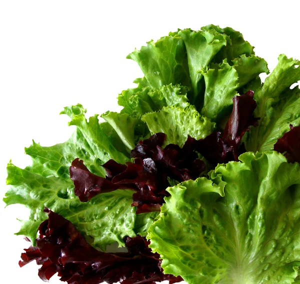 Frische Salatblätter isoliert auf weißem Hintergrund — Stockfoto
