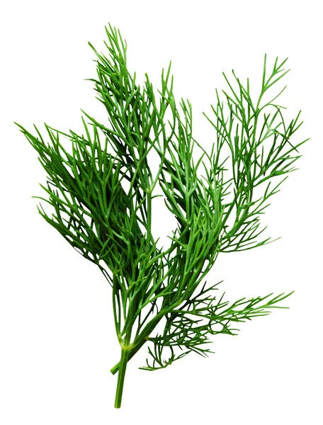 Fresh dill herb isolated on the white — Stock Photo, Image