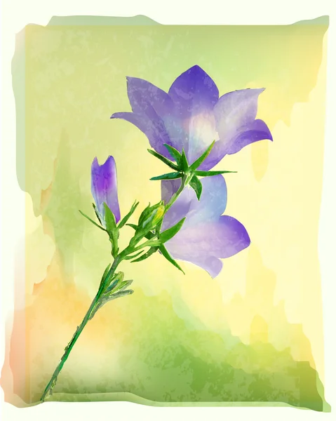 Bluebell çiçekler — Stok Vektör