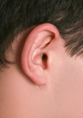 Ear clipart