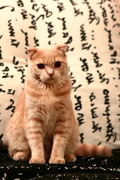 Piękny czerwony kot — Zdjęcie stockowe