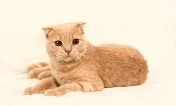 Красивый красный кот — стоковое фото