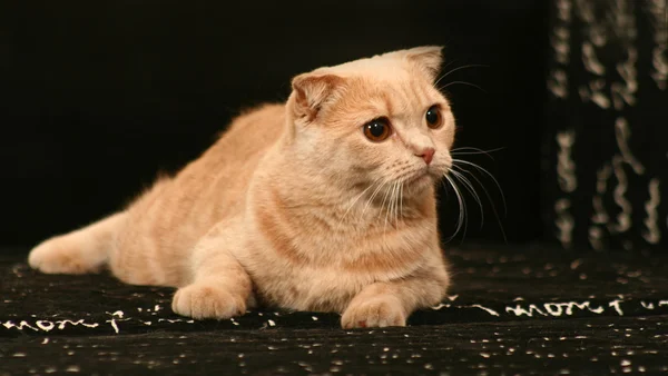 Красивый красный кот — стоковое фото