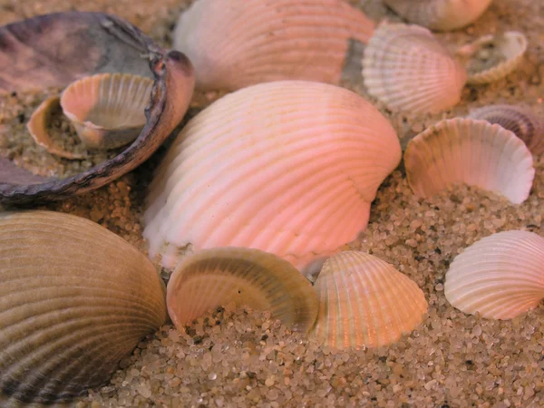 Marco de conchas marinas sobre fondo de arena — Foto de Stock