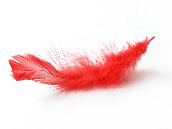 stock image Red feathers