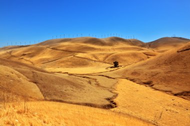 california'nın yumuşak tepeleri.