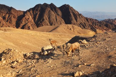 The wild mountain goats in stone desert clipart