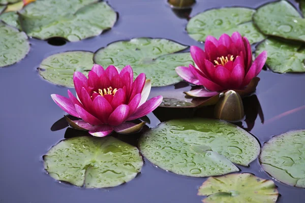 Gölet çiçek açması ile pembe lilyum — Stok fotoğraf