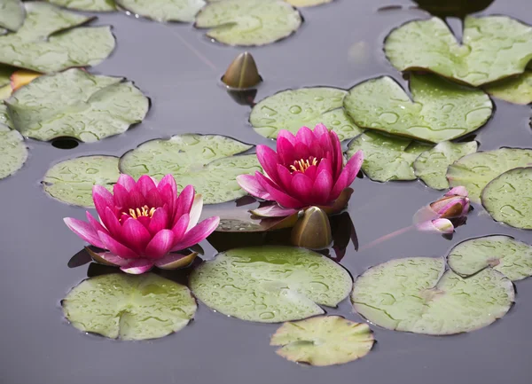 Pond with the blossoming pink lilies — Stock Photo, Image