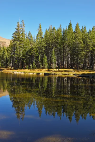 Wald spiegelt sich im See wider. — Stockfoto