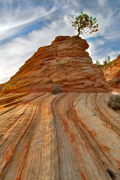 Рок и дерево