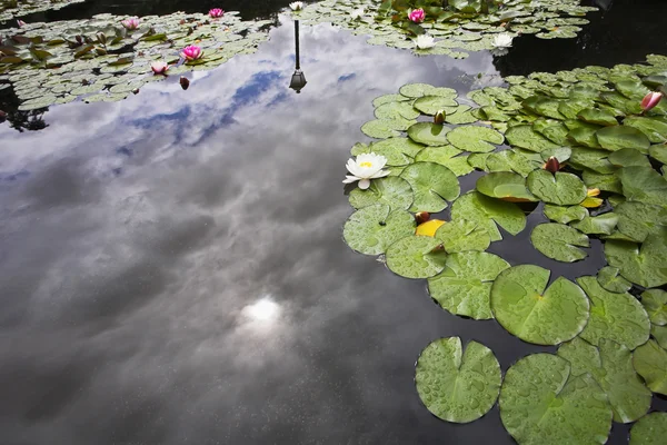 stock image Pond with the blossoming lilies