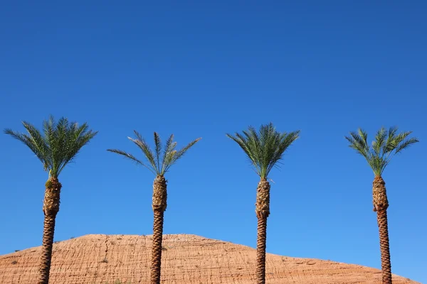 Three tall palm trees in the desert