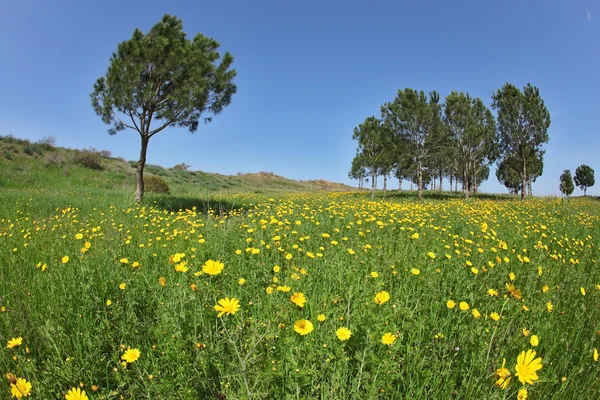 Мягкая зеленая трава, цветущие маргаритки — стоковое фото