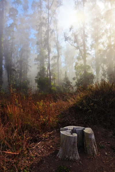 stock image Morning fog at coast Pacific Ocean