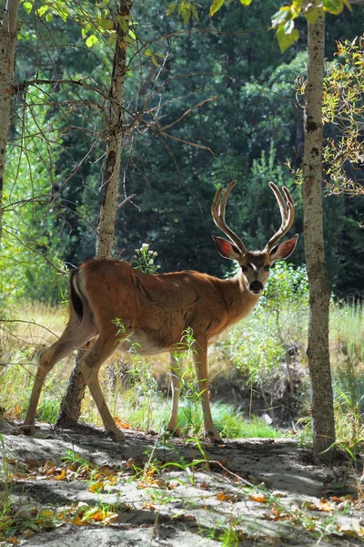 Stock image This charming little deer