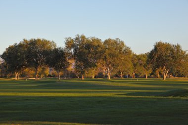 yeşil bir golf sahası ve ağaçlar