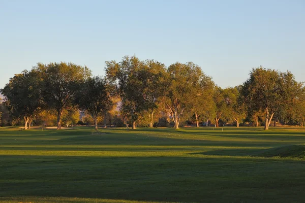 stock image A green golf course and trees