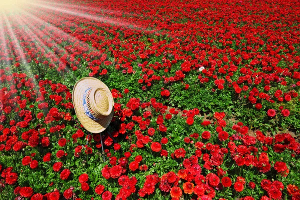Bir şerit üzerinde kırmızı çiçekler şapka — Stok fotoğraf