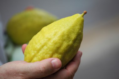 Hand holding citrus. clipart