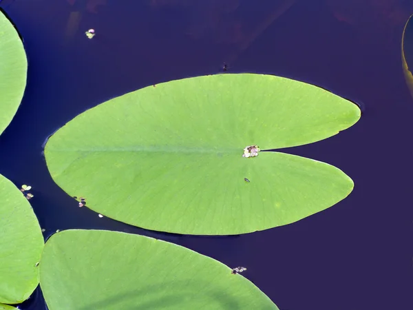 Sheet of the water lily — Stock Photo, Image