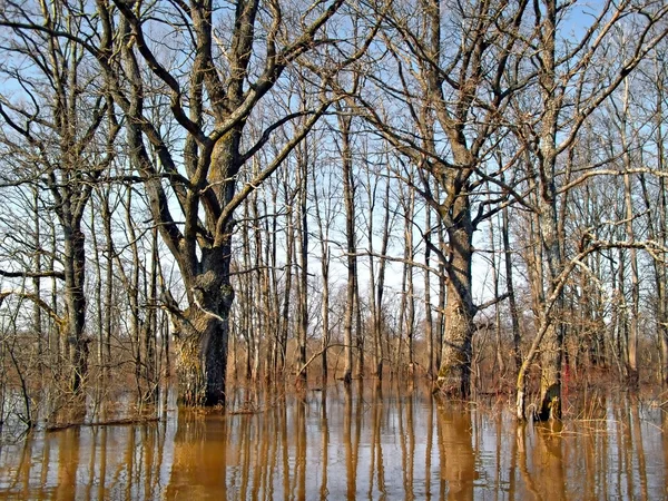 Povodeň v lese — Stock fotografie