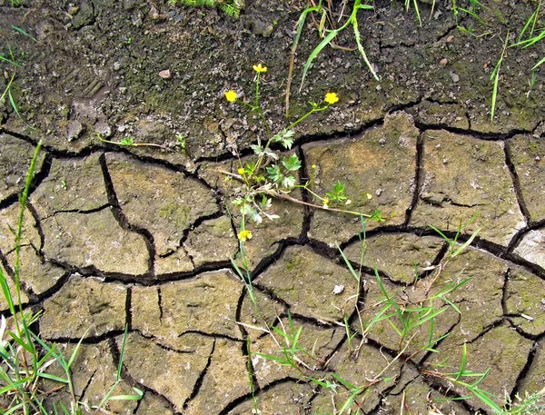 Terreno seco com fenda — Fotografia de Stock