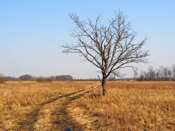 Small oak without sheet on yellow field — Stock Photo, Image