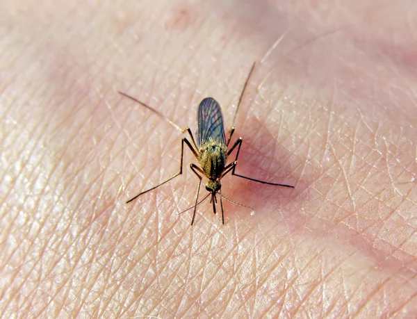 Κουνούπι στις χέρι του προσώπου — Φωτογραφία Αρχείου