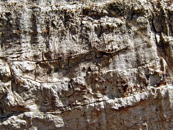 Texture old dry tree — Stock Photo, Image