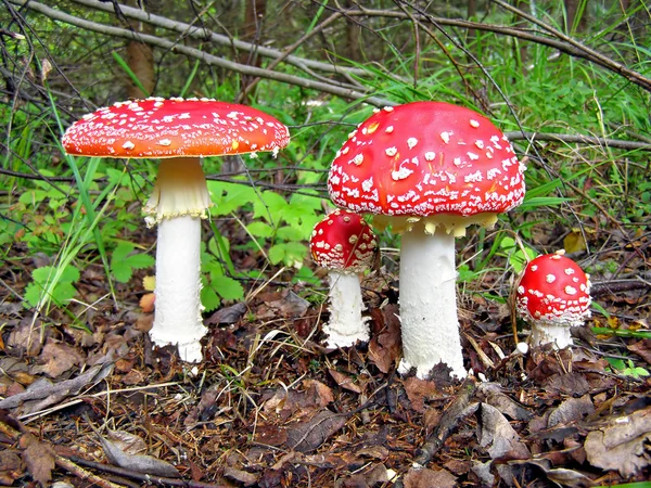 Mushrooms in wood — Stock Photo, Image