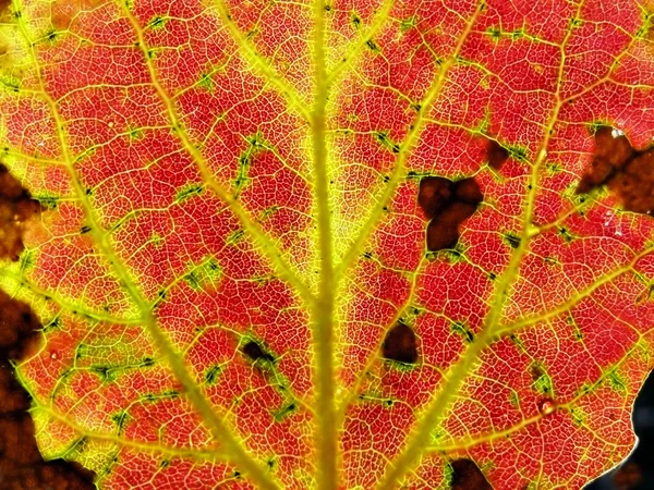 Doku eski sonbahar yaprak ağaç — Stok fotoğraf