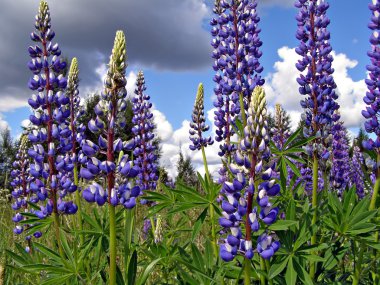 Flowerses lupines