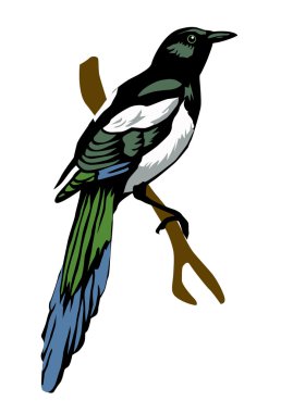 Vector illustration magpie on white background clipart