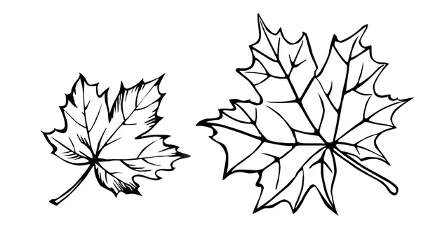 矢量轮廓的白色背景上的枫叶 — 图库矢量图片