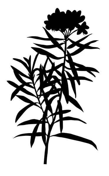 Illustrazione vettoriale della pianta palustre su sfondo bianco — Vettoriale Stock