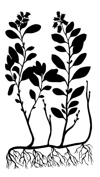 Silhouette vectorielle de la myrtille sur fond blanc — Image vectorielle