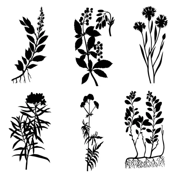 Vector silhouettes of the medicinal plants on white background — Stock Vector