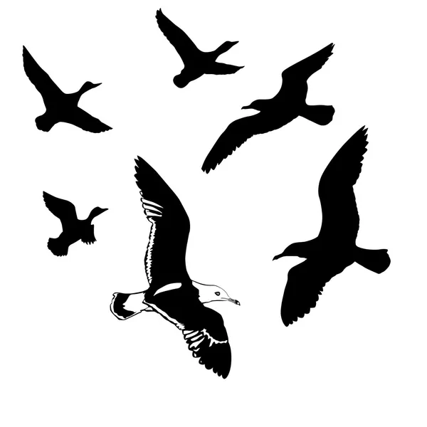 Siluetas vectoriales aves voladoras sobre fondo blanco — Vector de stock