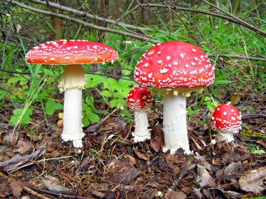 agarics