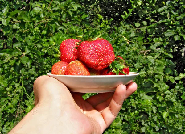 Hand sträcker sig jordgubbar i plattan — Stockfoto