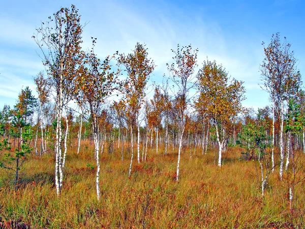 Beteges birches a marsh — Stock Fotó