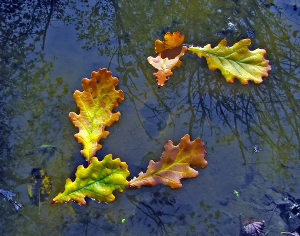 Cinco folhas de carvalho para descansar sobre o lago superfícies — Fotografia de Stock