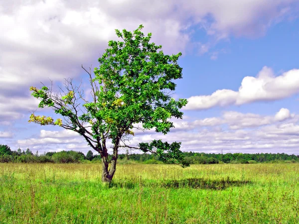 Малий дуб на зеленому полі — стокове фото