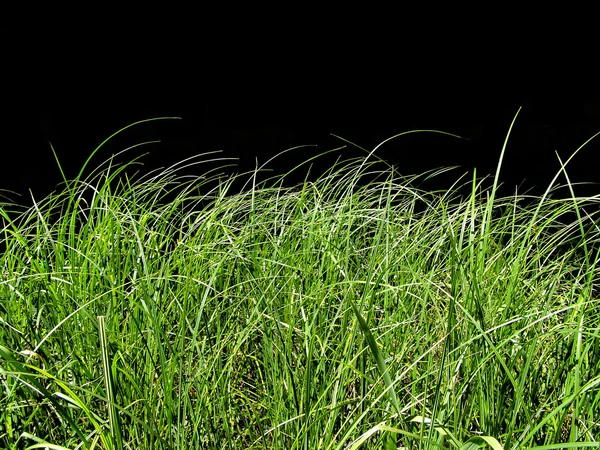 Hintergrund aus isoliertem grünen Kraut — Stockfoto