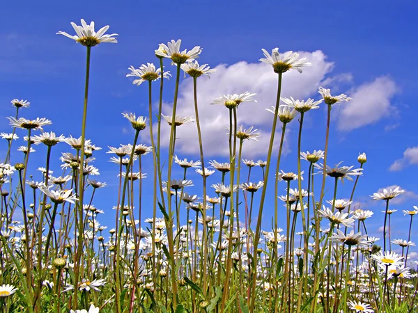 Flowerses, a daisywheel pedig kék háttér — Stock Fotó